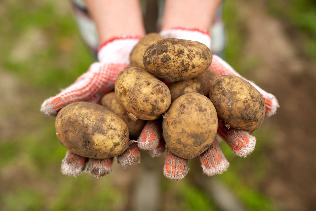 ¿Cuánto tiempo duran las patatas o papas? - viprecetas.com